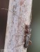 tesařík (Brouci), Gracilia minuta (Fabricius, 1781), Cerambycidae (Coleoptera)